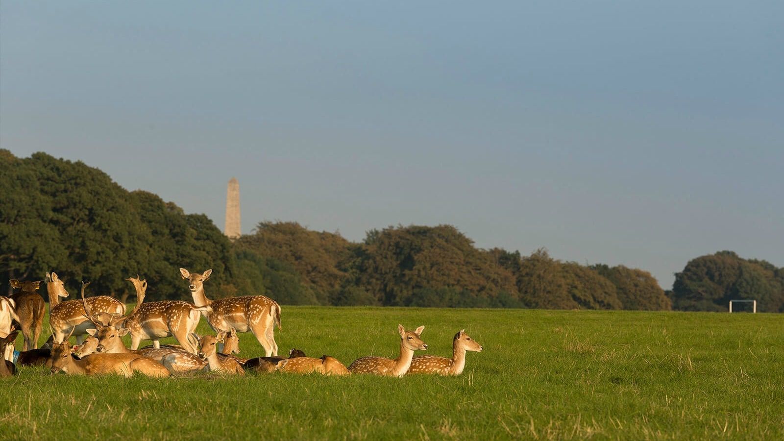 Phoenix Park 1