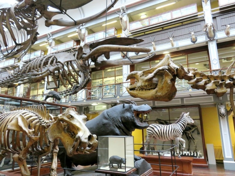 The National Museum of Ireland Natural History