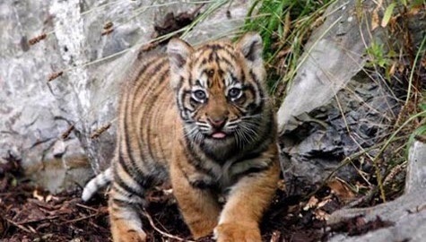 Dublin Zoo Tiger Cub